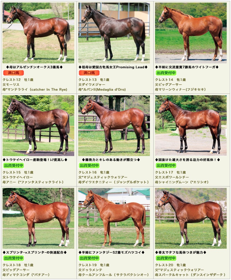 一口馬主 ターファイトクラブ19年1歳馬を追加 カトックの競馬だって継続は力なり