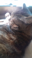うちの猫