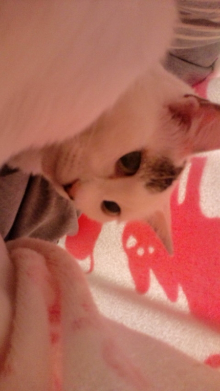 うちの猫