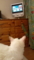 うちの猫