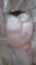 うちの猫