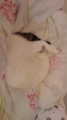うちの猫