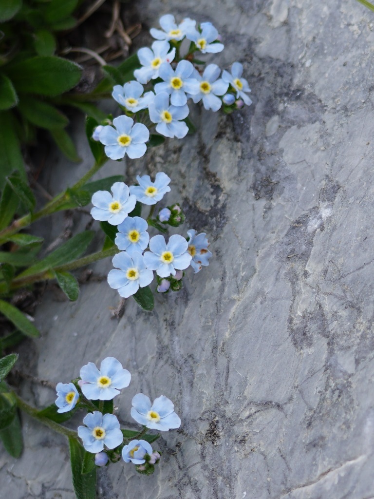 f:id:katomoji:20180607155906j:plain f:id:katomoji:20180607155906j:plain