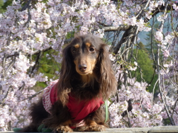 f:id:katoyan2009:20110416080634j:image:right