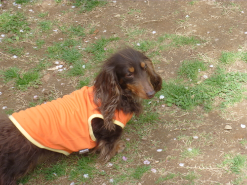 f:id:katoyan2009:20110502093317j:image:w360:left