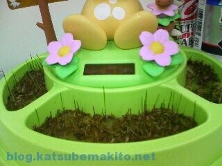 のほほん族 芝生