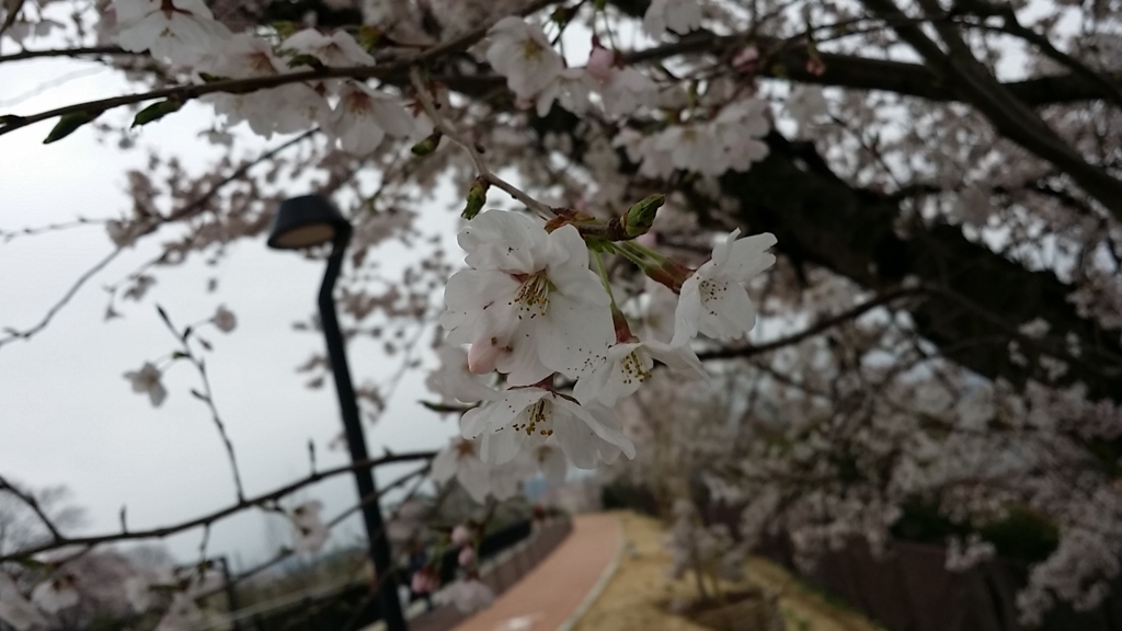 f:id:katsucook:20170408141417j:plain