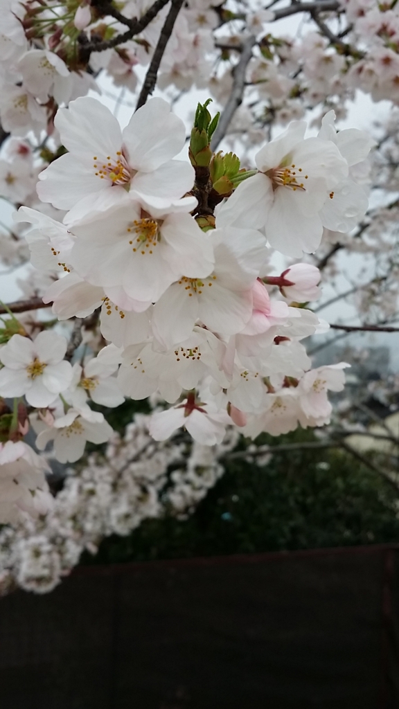 f:id:katsucook:20170408141433j:plain