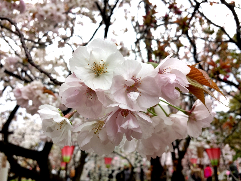 f:id:katsukomj:20170412105351j:plain f:id:katsukomj:20170412105351j:plain
