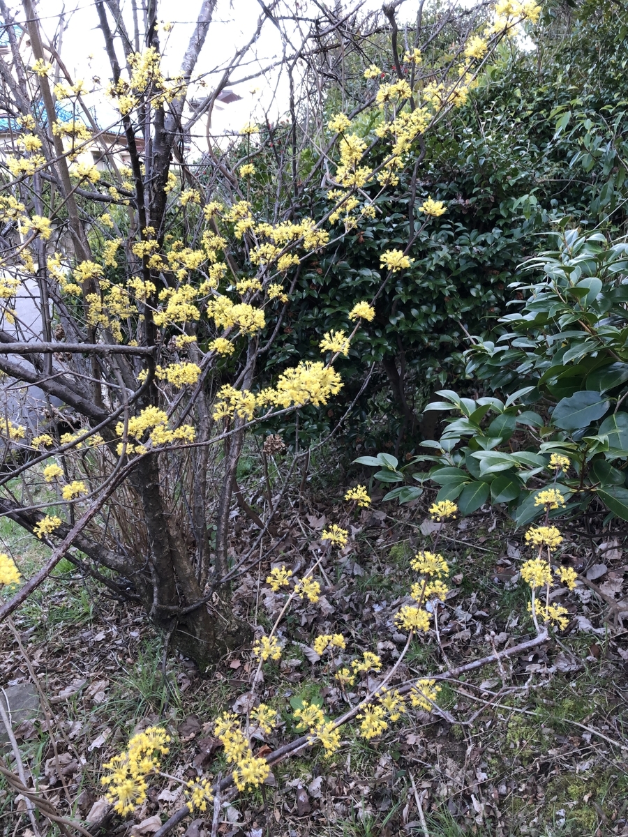 f:id:katsukomj:20200313162221j:plain f:id:katsukomj:20200313162221j:plain