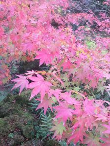 f:id:katsuma-pc:20191210165734j:plain