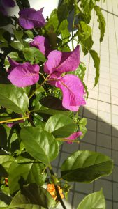f:id:katsuma-pc:20191210165832j:plain