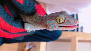 f:id:katsuma-pc:20191210170050j:plain