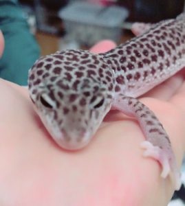f:id:katsuma-pc:20191210170102j:plain