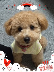 f:id:katsuma-pc:20191210170230j:plain