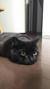 f:id:katsuma-pc:20191210170909j:plain
