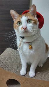 f:id:katsuma-pc:20191210171058j:plain