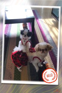 f:id:katsuma-pc:20191210171108j:plain