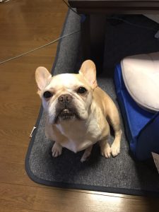 f:id:katsuma-pc:20191210171114j:plain