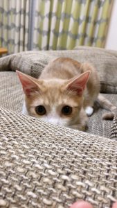 f:id:katsuma-pc:20191210171131j:plain