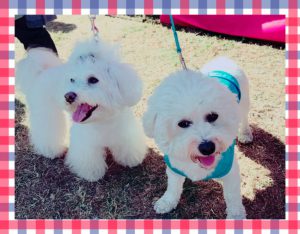 f:id:katsuma-pc:20191210171149j:plain