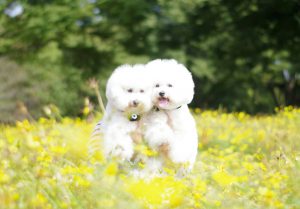 f:id:katsuma-pc:20191210171153j:plain