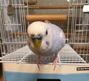 f:id:katsuma-pc:20191210171453j:plain