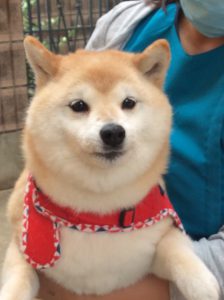 f:id:katsuma-pc:20191210173143j:plain