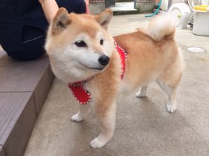 f:id:katsuma-pc:20191210173231j:plain