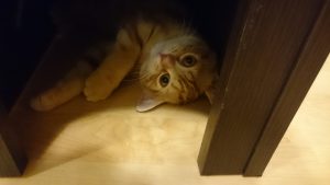 f:id:katsuma-pc:20191210173235j:plain