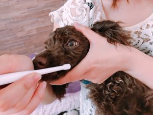 f:id:katsuma-pc:20191210173502j:plain