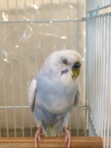 f:id:katsuma-pc:20191210173533j:plain