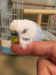 f:id:katsuma-pc:20191210173537j:plain