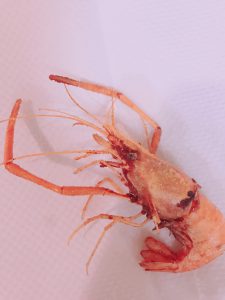 f:id:katsuma-pc:20191210173627j:plain