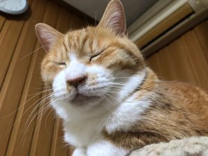 f:id:katsuma-pc:20191210175437j:plain