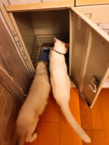 f:id:katsuma-pc:20191210175853j:plain