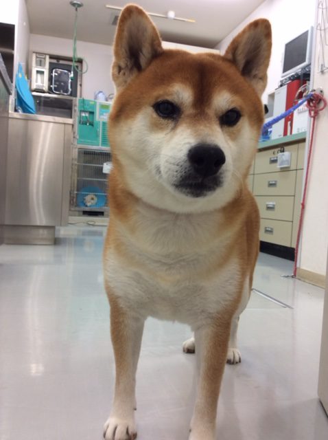 f:id:katsuma-pc:20191210180203j:plain