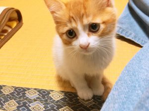 f:id:katsuma-pc:20191210182204j:plain