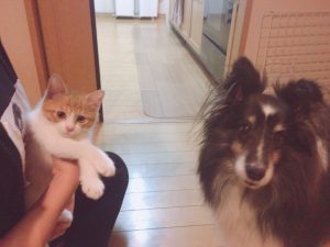 f:id:katsuma-pc:20191210182255j:plain