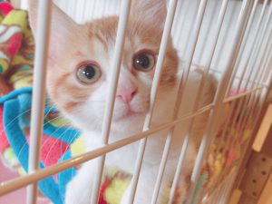 f:id:katsuma-pc:20191210182308j:plain
