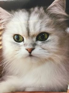 f:id:katsuma-pc:20191210182332j:plain