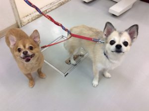 f:id:katsuma-pc:20191210182711:plain