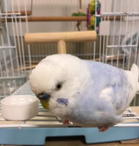 f:id:katsuma-pc:20191210183639j:plain