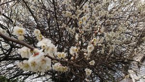 f:id:katsuma-pc:20191210184428j:plain f:id:katsuma-pc:20191210184428j:plain