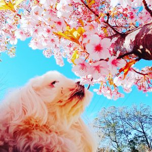f:id:katsuma-pc:20191210184510j:plain