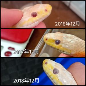 f:id:katsuma-pc:20191210184603p:plain