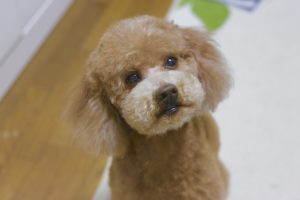 f:id:katsuma-pc:20191210184848j:plain