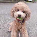f:id:katsuma-pc:20191210184853j:plain