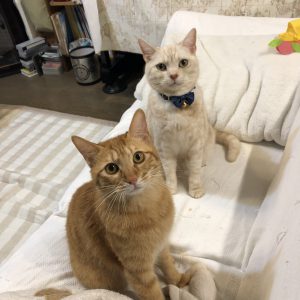 f:id:katsuma-pc:20191210184859j:plain