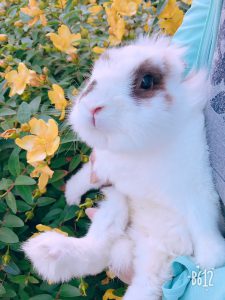 f:id:katsuma-pc:20191210184914j:plain